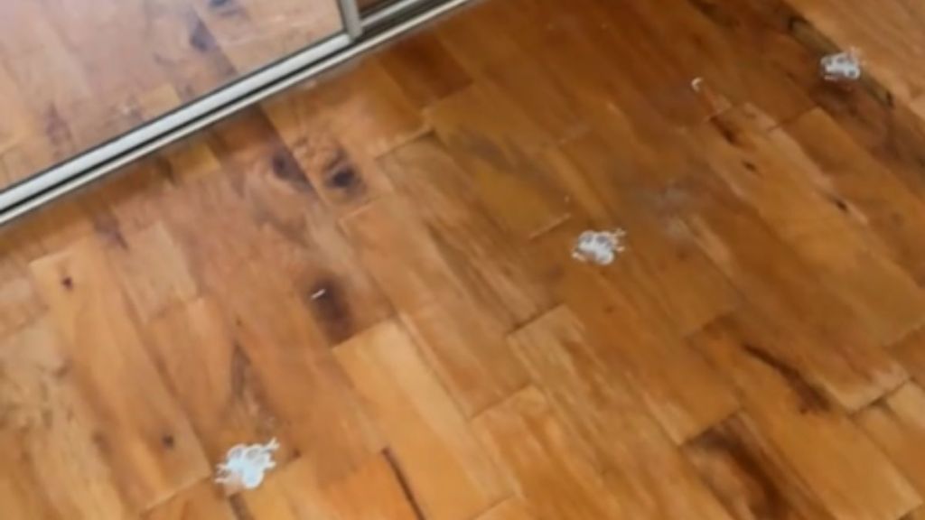 A wood floor with white painted paw prints.