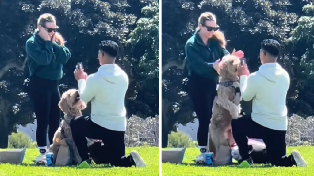 Left image shows a dog watching a proposal. Right image shows the same dog standing on hind legs during the proposal