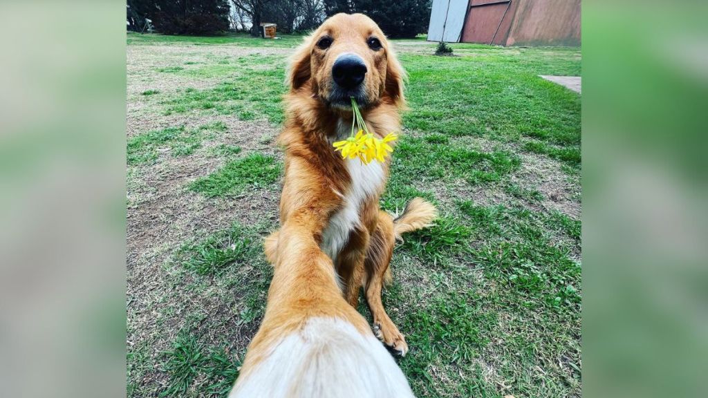 A dog taking a selfie while holding yellow flowers in his mouth.