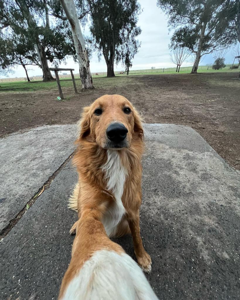 A dog taking a selfie while standing on concrete. 