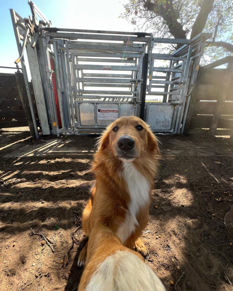 A dog with golden fur taking a selfie on a farm. 