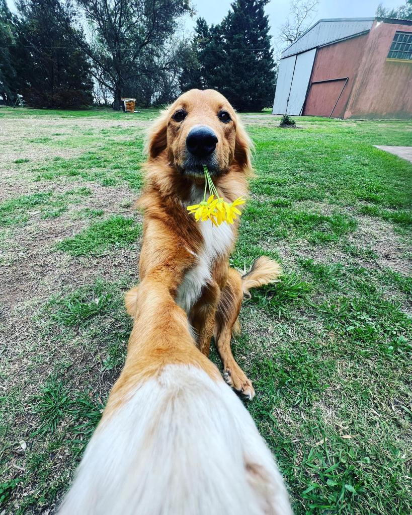 A dog taking a selfie while holding yellow flowers in his mouth.