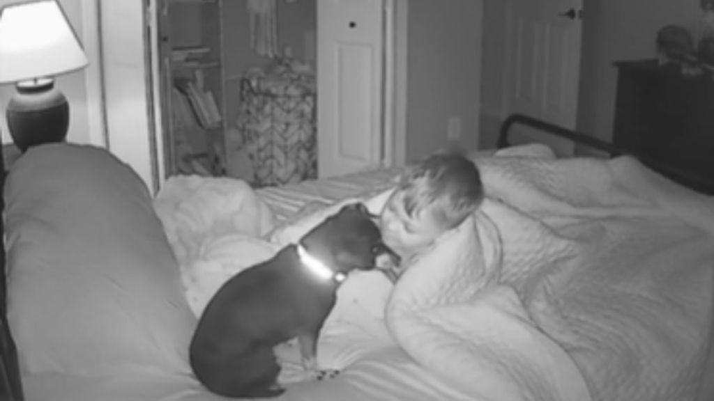 A toddler talking to a little dog sitting in his bed.