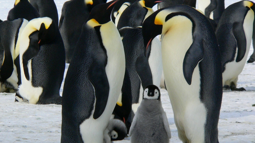 emperor penguin chicks