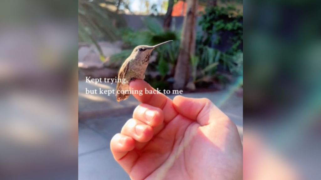 A rescued hummingbird perched on a man's finger.