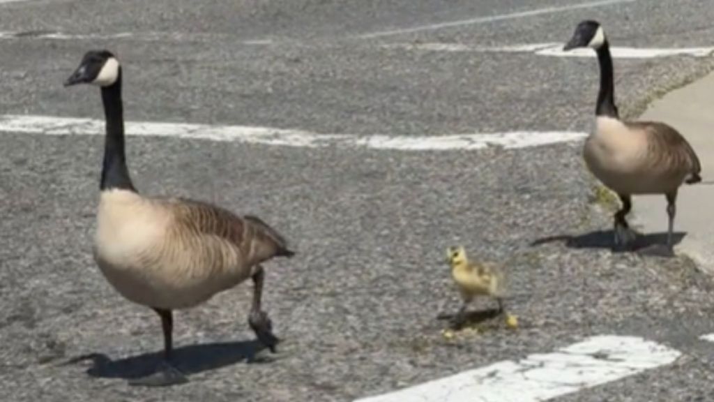 A family of geese crossing the road at a crosswalk.