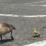 A family of geese crossing the road at a crosswalk.