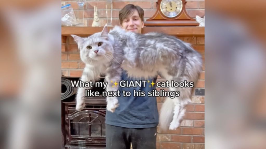 A man holding a giant grey cat in his arms.