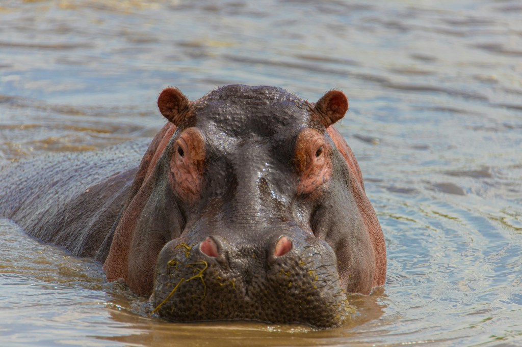 a hippo in the water