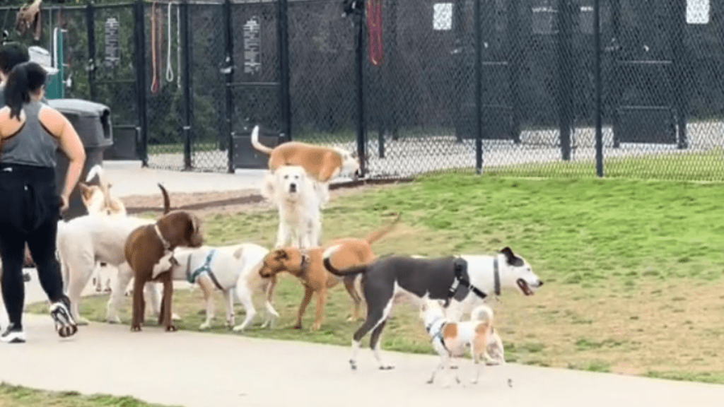 a golden retriever looks for his owner while surrounded by other dogs at the park