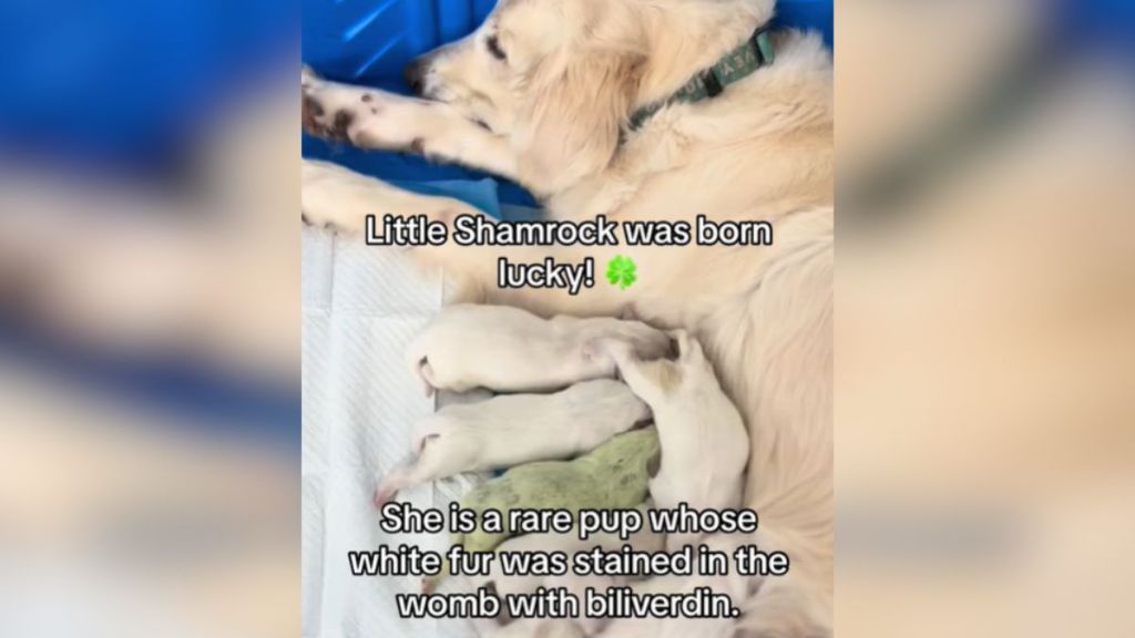 A light green golden retriever puppy with her siblings feeding from their mom.