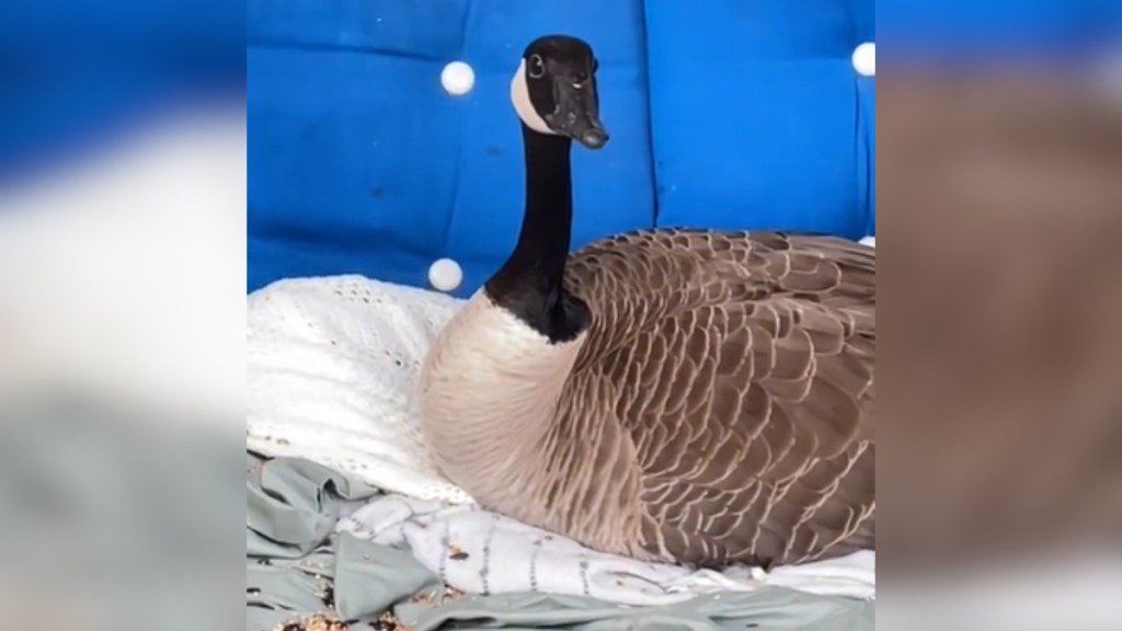 Close up of a Mama Goose sitting on blankets on a front porch bench.
