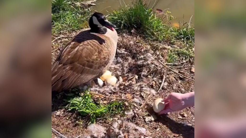 A goose sitting on her rescued eggs while a person brings her another one.