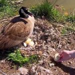 A goose sitting on her rescued eggs while a person brings her another one.
