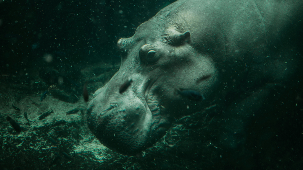 An underwater hippo surrounded by small fish
