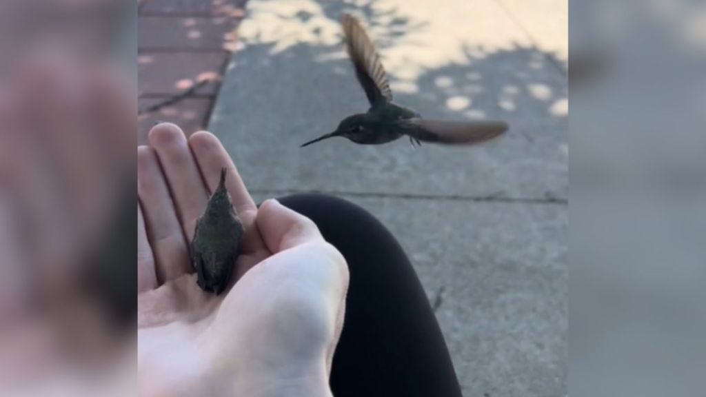 A hummingbird flying next to her baby, who is in the palm of a person's hand.