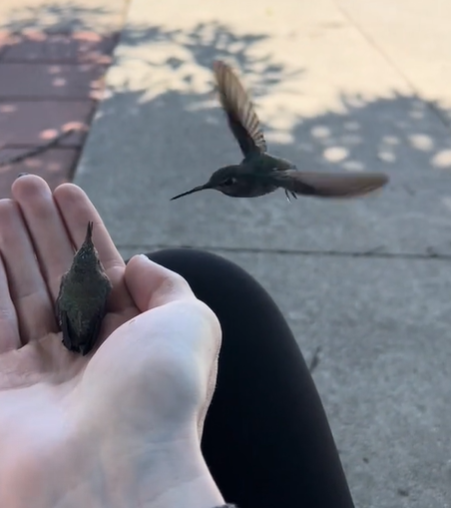 A hummingbird flying next to her baby, who is in the palm of a person's hand.