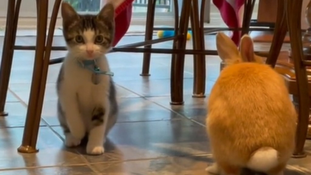 Close up of a kitten sitting on the floor, facing the camera. Next to him is a small bunny whose back is toward the camera. They're sitting just under a dining table.