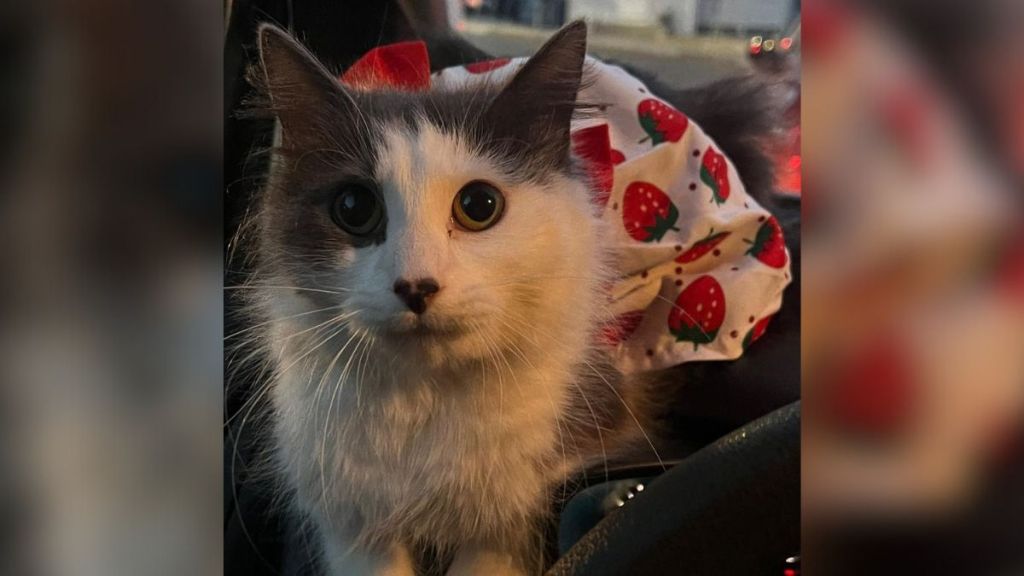 A kitten found wearing a white dress with strawberries on it.