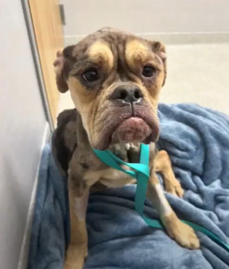 A dog named Bunny sits on a towel. She looks sad, like she's frowning. She looks skinny.