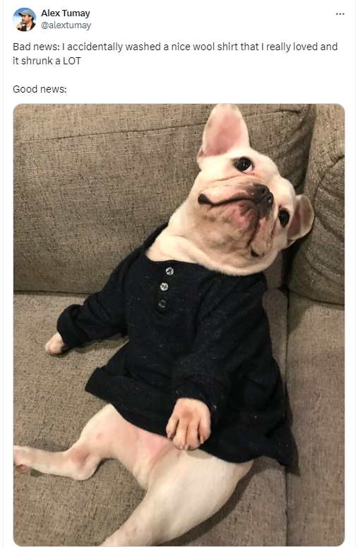 Tweet from @alextumay that reads:
Bad news: I accidentally washed a nice wool shirt that I really loved and it shrunk a LOT
Good news:
An image is attached of a dog happily laying on his back on a couch. He's wearing a very shrunk shirt.
