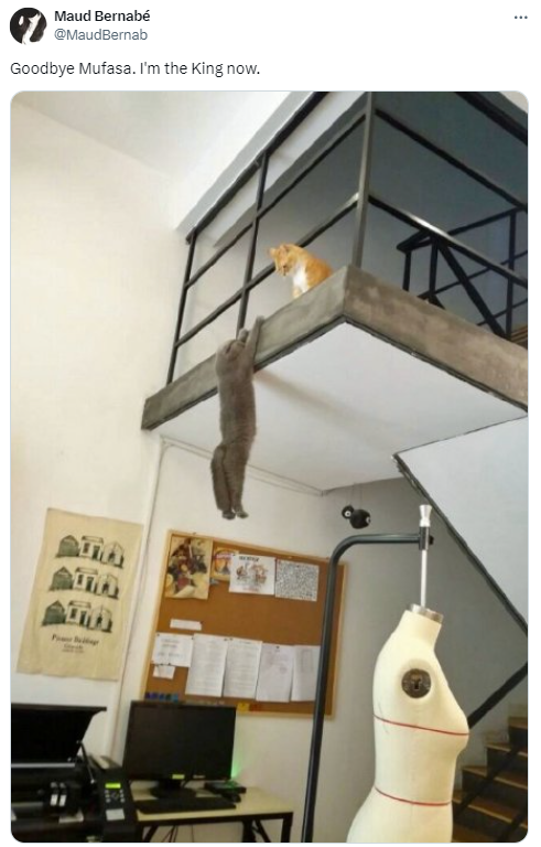 Tweet from @MaudBernab that reads: Goodbye Mufasa. I'm the King now.
A photo shows an orange and white cat sitting high on a staircase landing inside a home. The cat is looking down over the edge at a gray cat who is dangling off the side by their front paws.