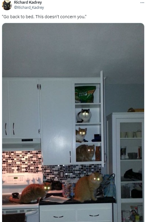 Tweet from @Richard_Kadrey that reads: "Go back to bed. This doesn't concern you."
An image shows give cats in a kitchen at night, all of them staring at the camera, their eyes glowing yellow. Two of them are on the counter and three are each on a different shelf in an open cabinet.