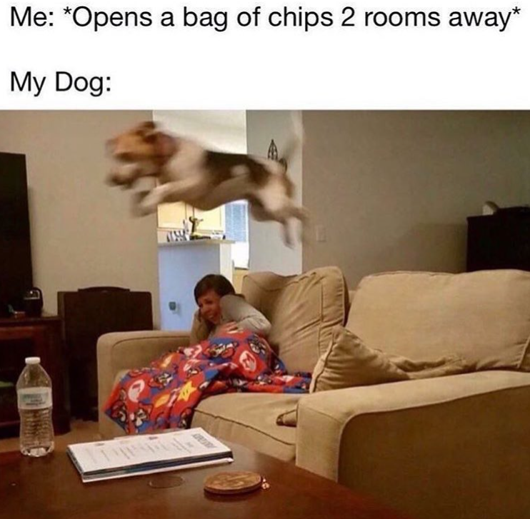 Me: *opens a bag of chips 2 rooms away*
My dog:
An image of a blurry dog zooming over a couch. A woman sits on the couch, recoiling in reaction to the leaping dog.