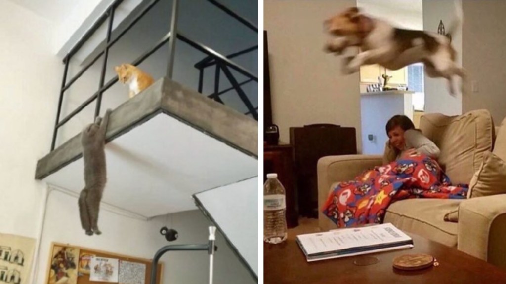 A two-photo collage. The first shows an orange and white cat sitting high on a staircase landing inside a home. The cat is looking down over the edge at a gray cat who is dangling off the side by their front paws. The second image shows a blurry dog zooming over a couch. A woman sits on the couch, recoiling in reaction to the leaping dog.