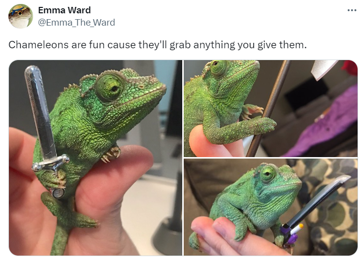 Tweet from @Emma_The_Ward that reads: Chameleons are fun cause they'll grab anything you give them.
There's a three-photo collage. Each shows the same chameleon holding a different object in each, including a tiny toy sword.