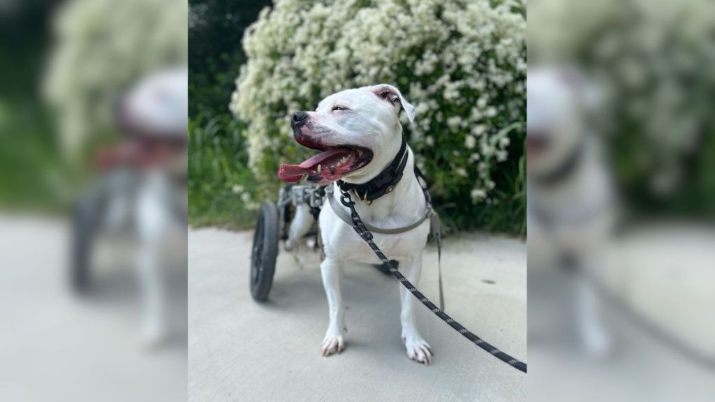 paralyzed pup wheelchair