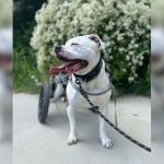paralyzed pup wheelchair