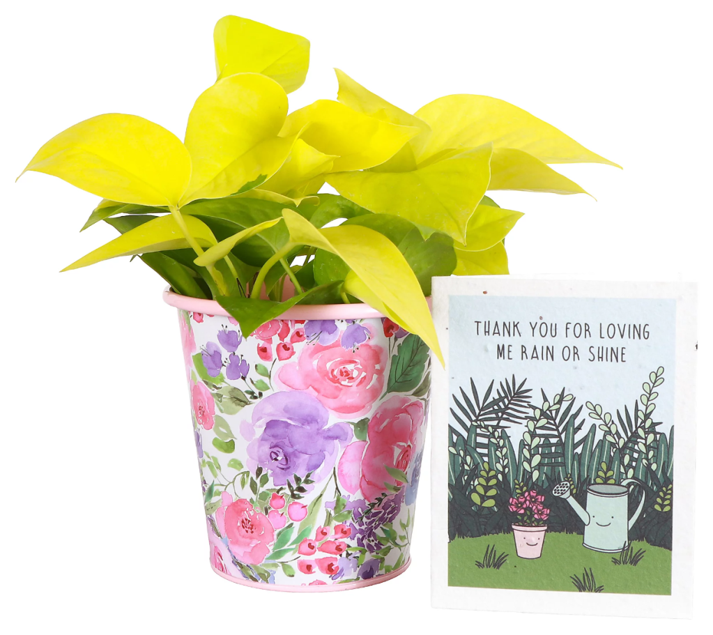 A neon yellow plant next to a Mother's Day card. 