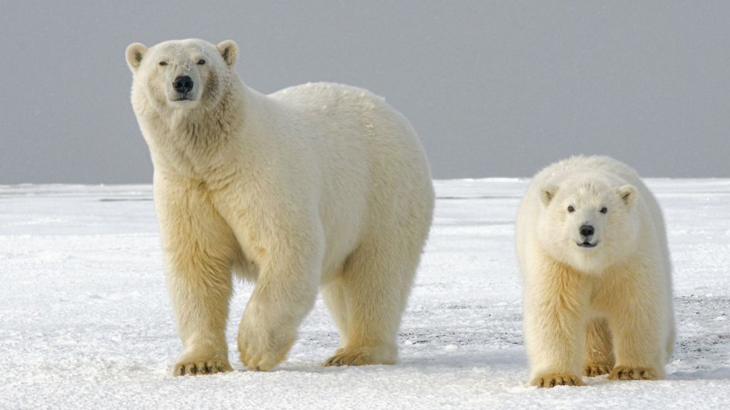 Two polar bears walking through the snow.