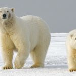 Two polar bears walking through the snow.