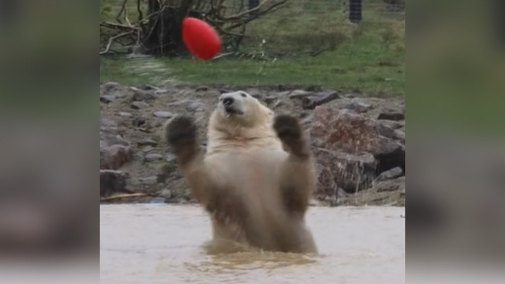 A polar bear leaps up out of water to reach for a large, red egg-shaped toy.