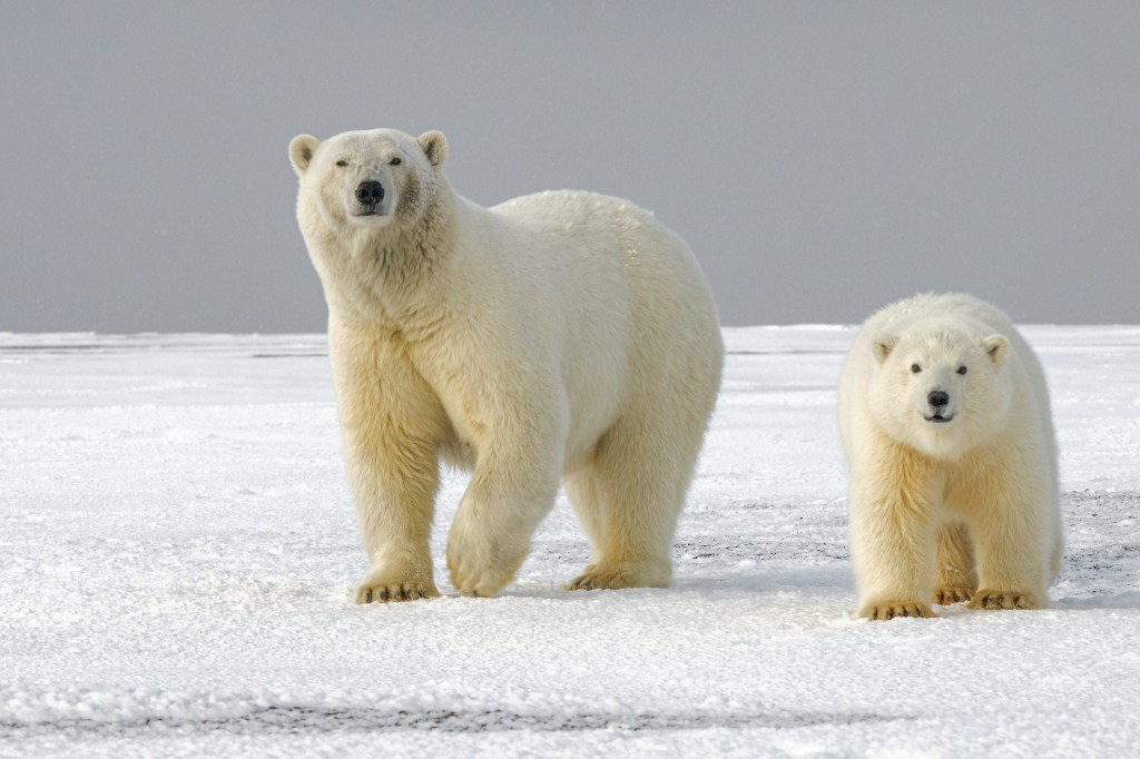 Two polar bears walking through the snow. 