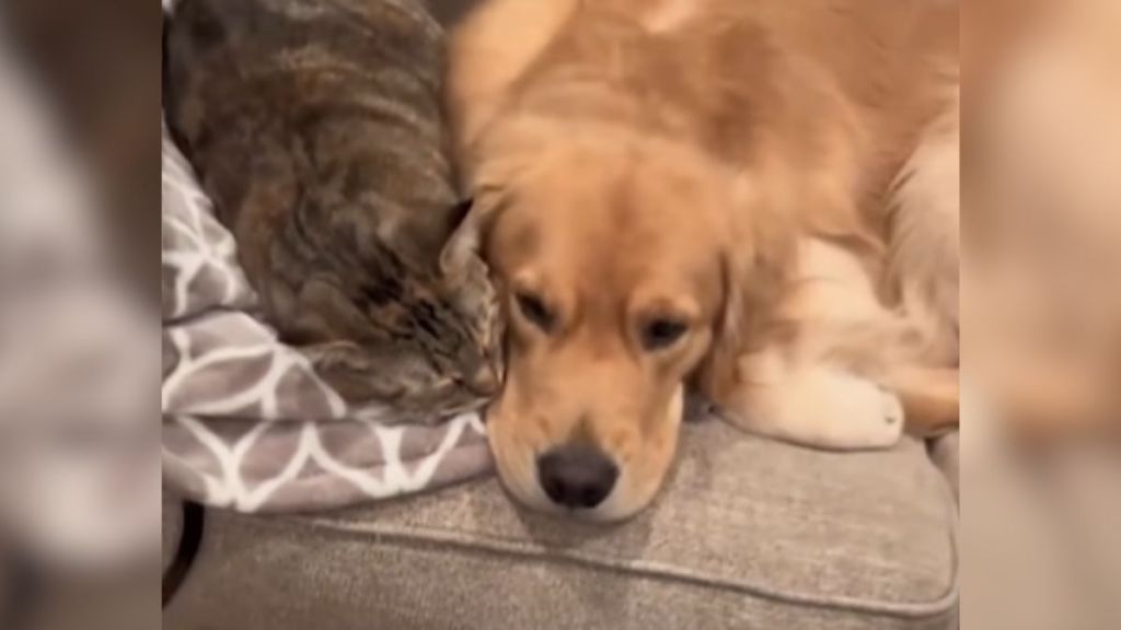 A golden retriever and a cat laying on the couch right next to each other.