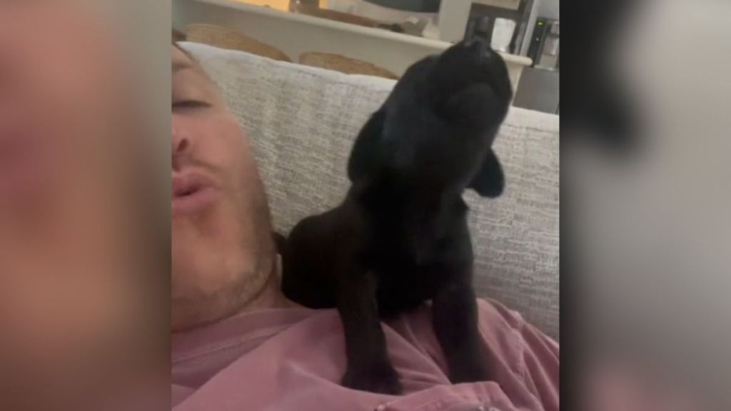 A tiny black puppy howling while sitting on a man's shoulder.