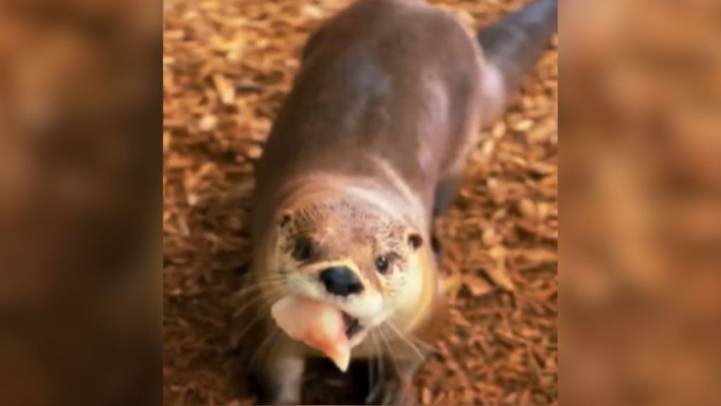 A disabled otter with a piece of food in his mouth.