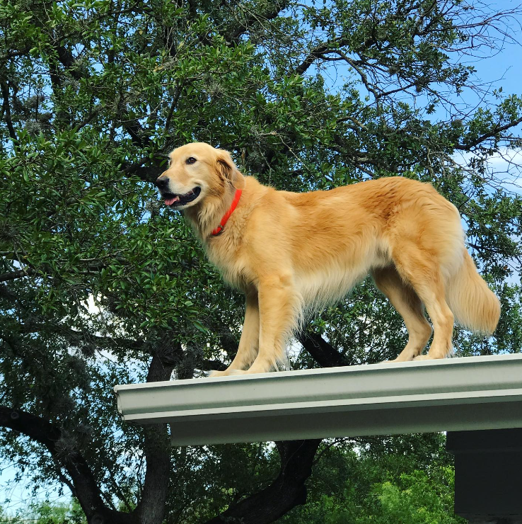 Huckleberry smiles, tongue out, as he stands near the edge of a roof.