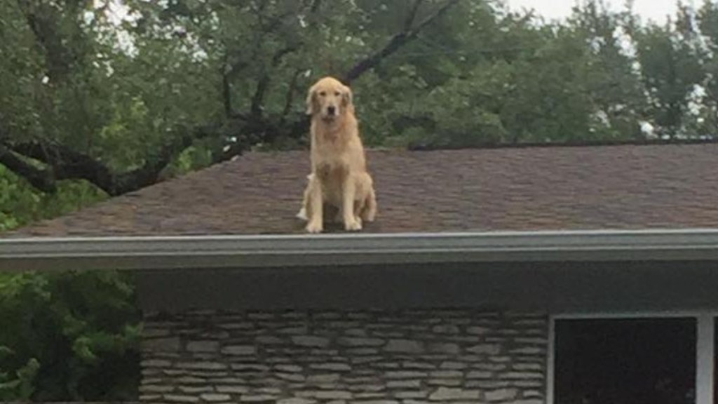 A distant view of a golden retriever sitting near the edge of a roof.