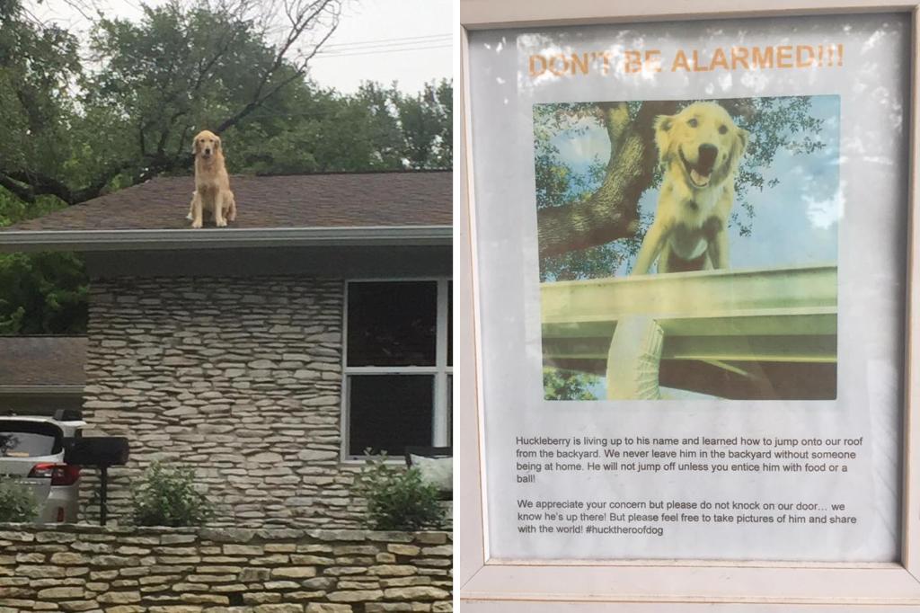 A two-photo collage. The first shows a dog, Huckleberry, sitting on a roof. The photo was taken at a distance. The second image shows a sign that features an image of Huckleberry smiling. The sign reads: 

Huckleberry is living up to his name and learned how to jump onto our roof from the backyard. We never leave him in the backyard without someone being at home. He will not jump off unless you entice him with food or a ball!

We appreciate your concern but please do no knock on our door... we know he's up there! But please feel free to take pictures of him and share with the world! #hucktheroofdog