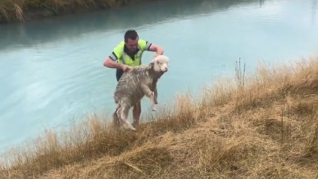A man rescuing a sheep from a body of water.