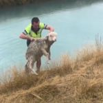 A man rescuing a sheep from a body of water.