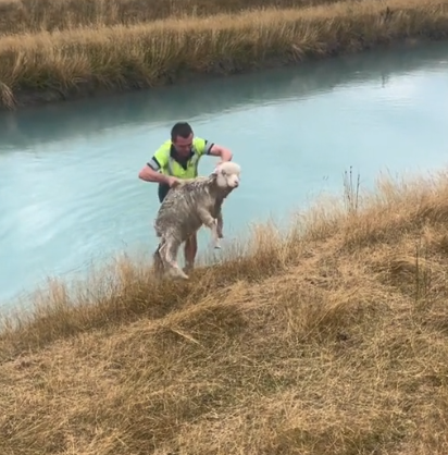 A man rescuing a sheep from a body of water. 