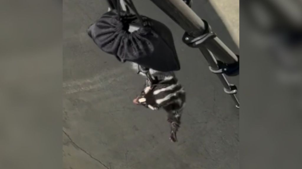 A skunk being lifted out of a skate park on a piece of equipment.