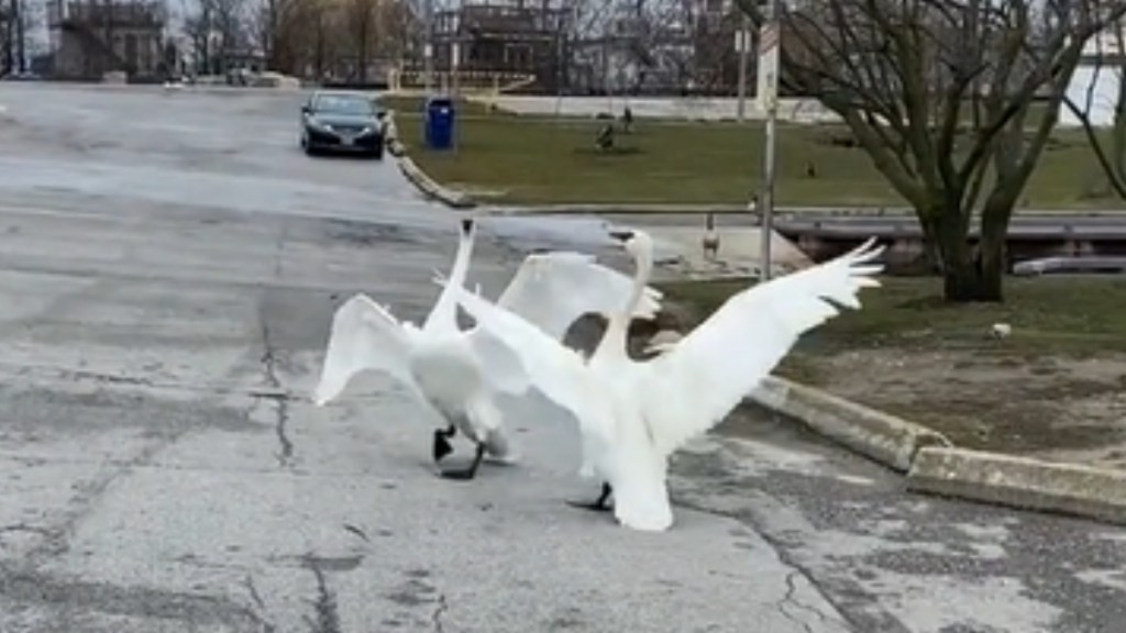 Two swans hold their wings up high as they stand near each other.