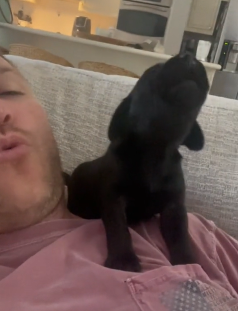 A tiny black puppy howling while sitting on a man's shoulder.