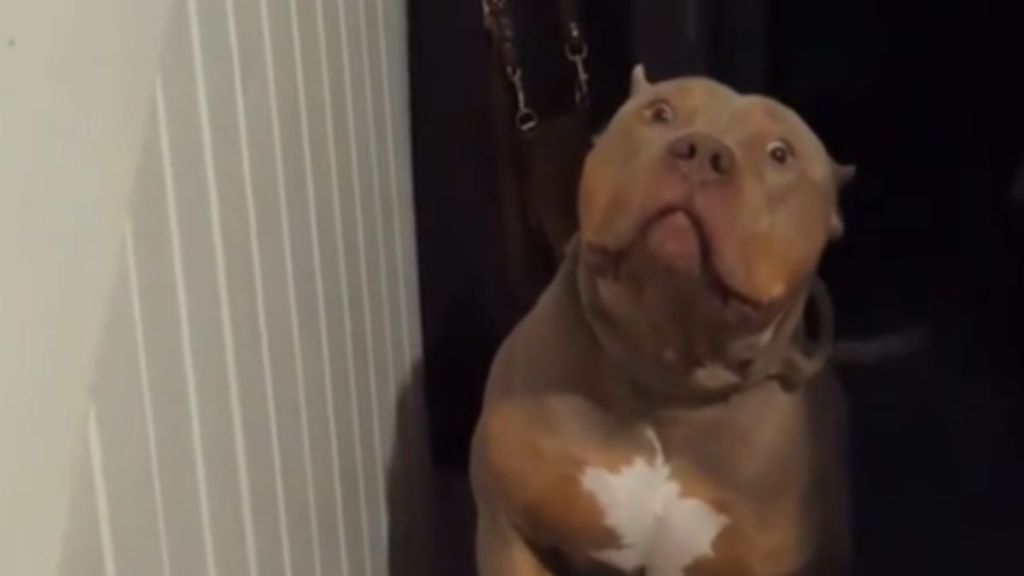 A tough-looking dog's eyes go wide in fear while climbing the stairs.